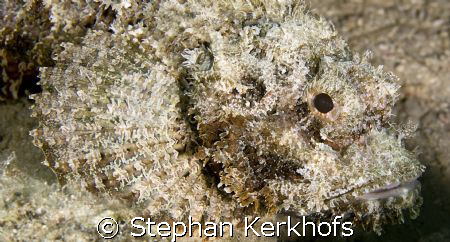 bearded scorpionfish (scorpaenopsis barbatus) taken in Na... by Stephan Kerkhofs 